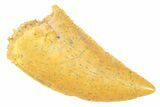 Serrated Raptor Tooth - Real Dinosaur Tooth #364725-1